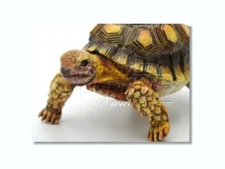 Baby Gamera