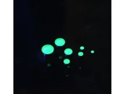 Clear Dome Green M (4.0mm-6.0mm)