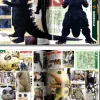 Godzilla Final War All Collection