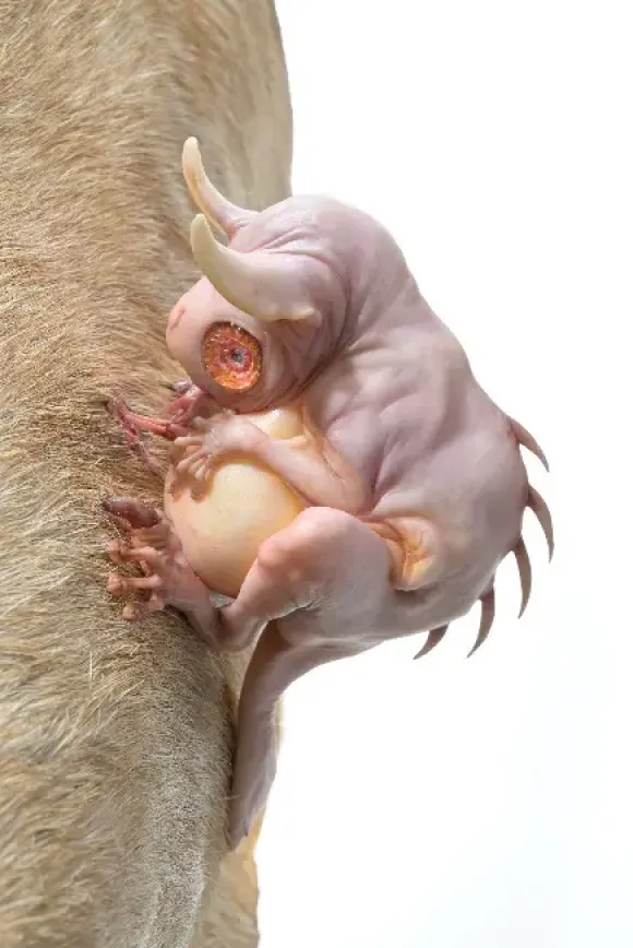 H.M.S Fantasy Model World UMA -Unidentified Mysterious Animals-